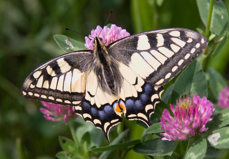 Schmetterling